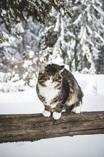 雪地木梁上的可爱猫咪