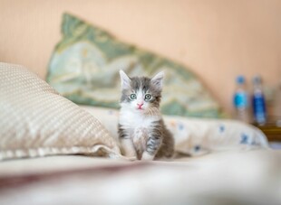 可爱小猫端坐于温馨床铺