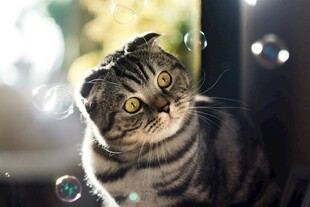 萌猫赏泡泡