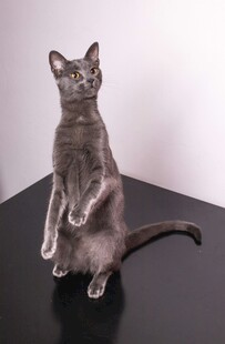 站立的灰猫