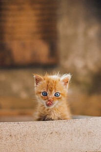 可爱橘色小猫趴地凝视