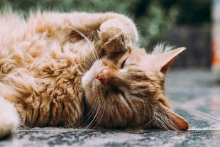 慵懒猫咪惬意躺卧