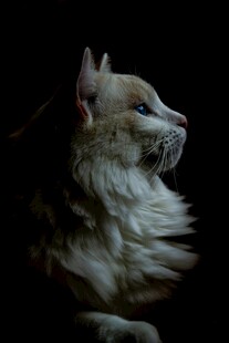 侧头凝望的长毛猫咪
