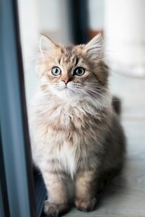 窗边萌态小猫