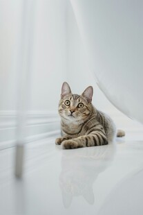 可爱小猫安静趴于地面