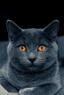 蓝猫凝视特写