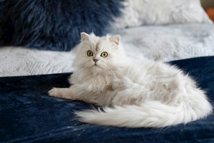 白毛猫咪慵懒躺于床榻