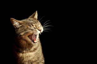 张嘴咆哮的猫咪