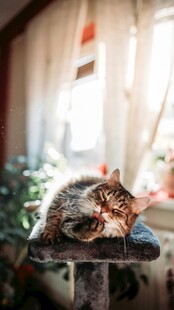 窗边休憩的可爱猫咪