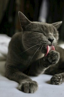 猫咪惬意舔爪瞬间