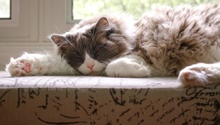 窗边慵懒猫咪惬意休憩