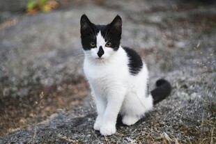 黑白萌猫蹲坐于岩石上