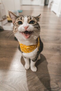 戴围巾张嘴可爱猫咪