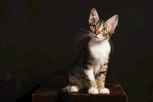 可爱缅因猫端坐凝视