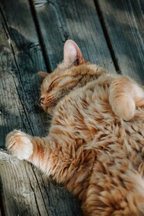 橘猫惬意躺卧木板上