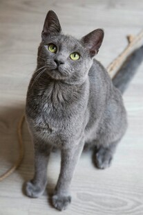 灰猫抬头望