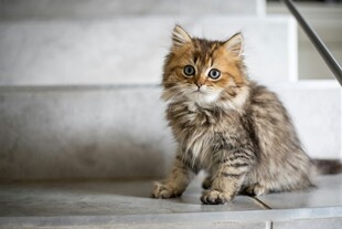 长毛猫咪坐于台阶处