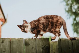 木栅栏上的俏皮猫咪