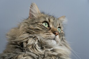 长毛猫特写