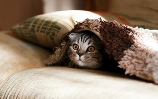 毛毯中探头的可爱猫咪