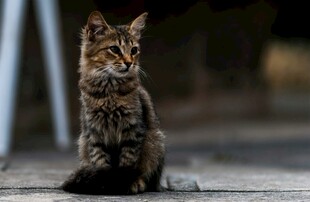 可爱狸花猫端坐