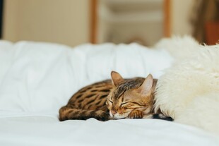 熟睡的斑纹猫咪