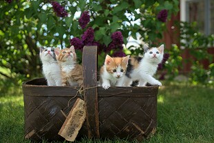 木箱中的可爱小猫咪