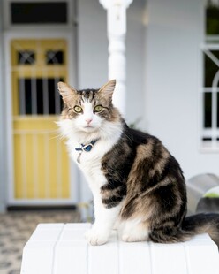 三色花猫端坐家居前