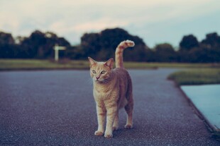 路上行走的橘白猫咪