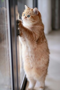 萌猫扒窗好奇张望