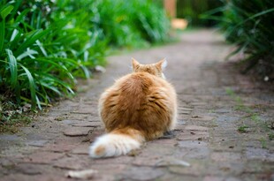 小橘猫独坐在砖石小路上