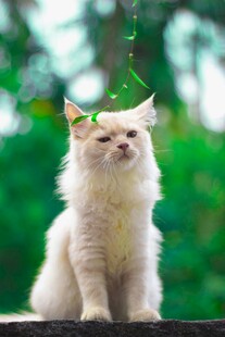 戴绿叶的可爱白毛猫咪
