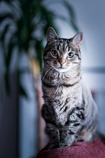 可爱条纹猫端坐
