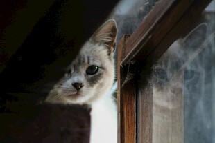 猫咪探头张望窗外