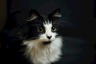黑白长毛猫的可爱瞬间