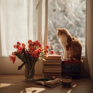 窗边猫咪伴花与书