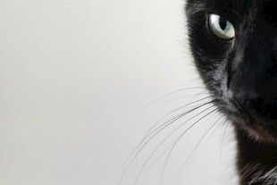 黑猫特写