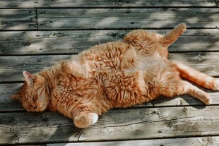 橘猫惬意躺平在木质地板上