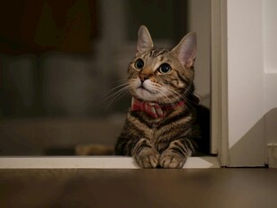 可爱猫咪趴门框张望