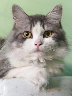 可爱长毛猫特写