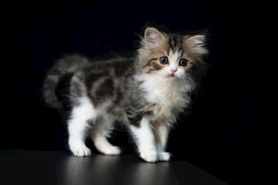 可爱长毛小猫站立姿态