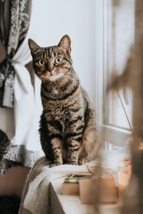 窗边萌猫惬意小生活