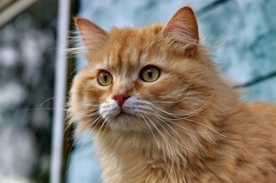 橘色长毛猫的优雅瞬间