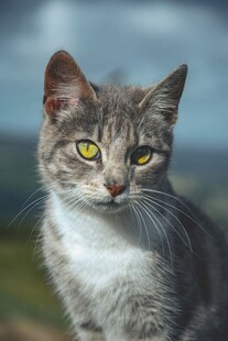 灰毛猫咪凝视远方