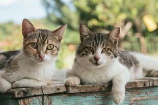 两只萌猫趴木箱