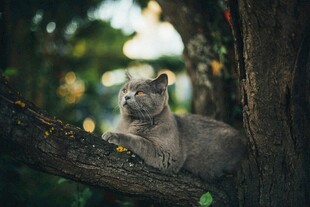 树上休憩的可爱猫咪