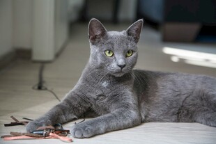 灰猫悠闲卧地玩逗猫棒