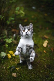 站立的萌猫在绿意中