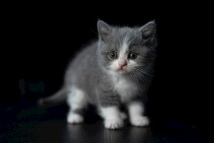 可爱小奶猫