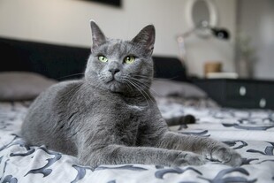 灰色猫咪惬意躺于床上